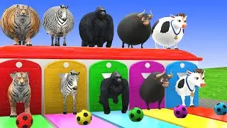 Long Slide Game with Cow Elephant Gorilla Hippopotamus Tiger 3d Animal Game Funny 3d Animals | cow