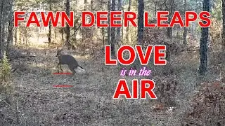 Signs of Whitetail Deer Fawn Puberty