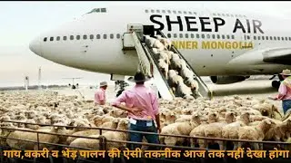 How to export millions of sheep, pig, cows - Modern Transport Technology by aircraft and big ship