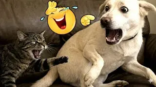 Funniest silliest cats of 2026 so far 😸🙀😻🐱 #cats