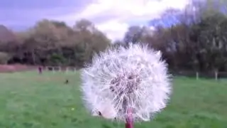 Dandelion Flowers