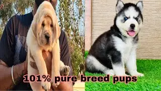 Dogs available for new home | Mostly all breed's available