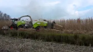 Dun Agro oogsten miscanthus.