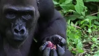 The rescued apes facing a double threat from COVID-19