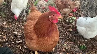 Chicken TV