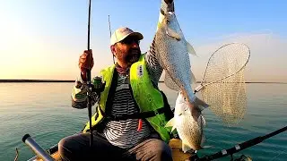 offshore fishing | Portable fishing boat | صيد سمك نقرور  #silvergrunterfish #abudhabifishing |نغرور