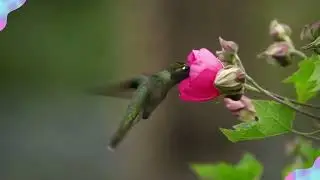Allah's Beautiful Creations: Hummingbirds Video with Hummingbird Sounds.