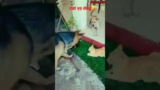cat vs dog | animals fight video | Animal Hub | funny animal videos