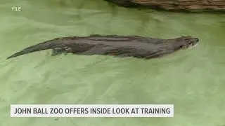 Learn all about animal feeding, training at John Ball Zoo with Daily Animal Programs