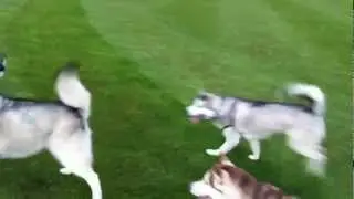 Huskies Playing Rough
