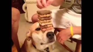Vine - How To Play Jenga With Your Dog