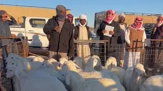 اسعار البهم والذبايح بسوق الثلاثاء الصباح بنقطه البيع بالقرشيات شمال الطايف ١٤٤٧/٧/١٠هـ