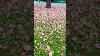 Maple Tree and Leaves #maple #leaves #autumn #autumnleaf