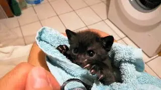 From Helpless Newborn to Fearless Black Panther