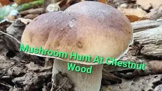 Mushroom Hunt At Chestnut Wood 