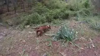 Bassotto tedesco in accostamento su cinghiale