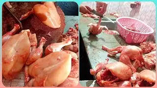 Chicken🐓 30 pic 