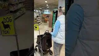 🤩@gelena_dogdancer🥰 Новое dog-taxi в Перекрёстке😱 #phonk #music #dogfriendly #cavalierspaniel