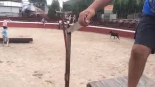Matador Tutorial: Baby Bull Running in Madrid