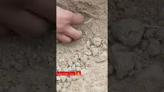 treasure hunt in forest.. find fossil