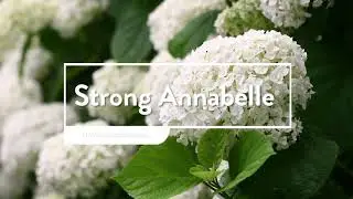 30 seconds with Proven Winners&reg; Hydrangea Strong Annabelle&reg; (EU)