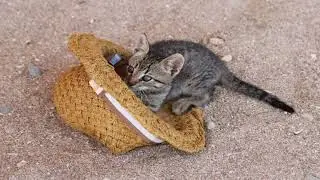 aphrodite giant / Cyprus cats Compilation and Mix