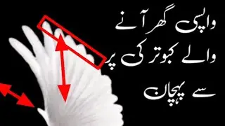 Kabootar ki Pehchan | Ache Kabootar ki Pehchan in Hindi | Acche Kabutar ki Pehchan Bataye