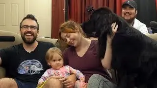 DOGS AND BABYS LOVE MEME COUCH