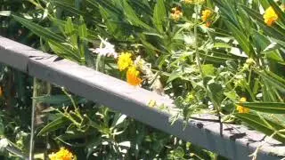 Mantis vs Butterfly