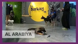First dog cafe opens in Saudi Arabia&rsquo;s Khobar