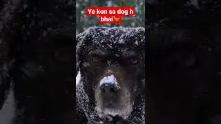 icy dog 🐕|| #shorts #viralshorts #youtubeshorts #goodvibes