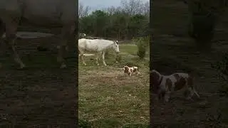 Pina&LallA#pretty Little baby #puppy#bassethound#pina#farmlife#campagna#tuscia#viterbo#white horse#