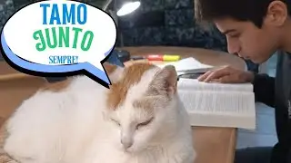 PORQUE OS GATOS GOSTAM DE FICAR JUNTO DOS TUMORES?.