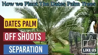 Date's OffShoots Separation / Dates Palm Trees Baby Plants/ How to Separate Date's Palm OffShoots
