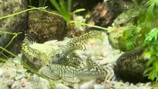 Sewellia marmorata 