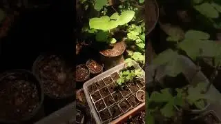 My Rootbeer Plant Is Growing Nicely