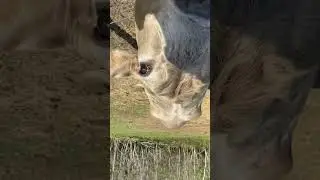 Feeding Cows At Keystone Farmers Market
