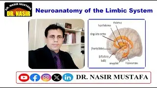🧠 Нейроанатомия лимбической системы