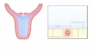 Nematocyst action