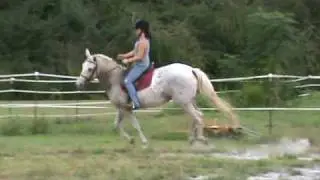Image registered Appaloosa Mare for sale $1,500