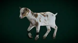 Baby Goat Doeling Kid #animals #nyilonelycompany #wildlife #farming #goat #doeling #nature   lowpoly