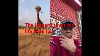 The leopard saves his life from lion