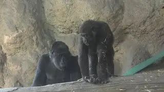 無邪気に遊び回るスモモ♥️　ゴリラ　【上野動物園】　2026年1月16日