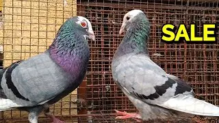 ABLUK PIGEON SALE VIDEO 