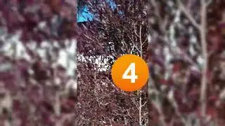 Estenocarpo (dodonea viscosa) como cerco vivo. 5 razones. 