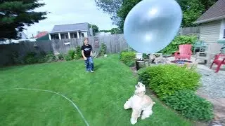 DOG VS WUBBLE BUBBLE!!