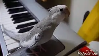 cockatiel Poko singing Totoro  |  1 hour