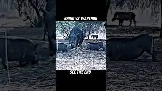 Rhino vs Warthog #wildlife #trending #animals #rhino #warthogs #shorts #short #shortsviral