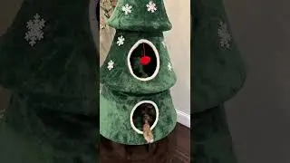 Even Big Cats Like #mainecoon Fit the Christmas Cat Tree Perfectly!