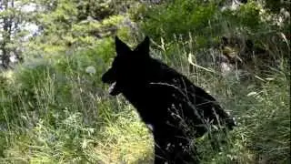 Yarrow howling